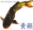 大量供應(yīng)優(yōu)質(zhì)*嘎鴨魚水花