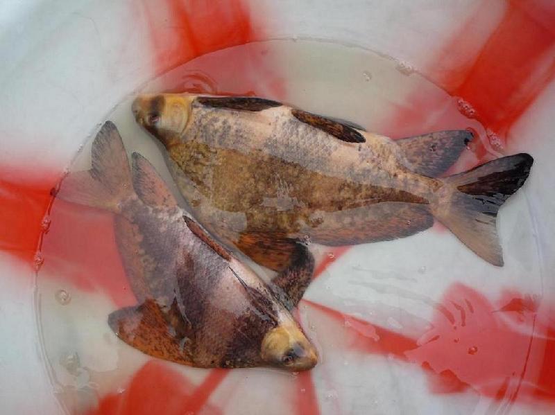 廣東中華胭脂魚苗批發(fā)價(jià) 廣東優(yōu)質(zhì)中華胭脂魚苗價(jià)格