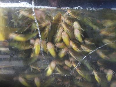 大量供應(yīng)優(yōu)質(zhì)*黃拉丁水花