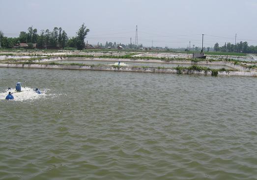 大量供應(yīng)優(yōu)質(zhì)*黃臘丁水花