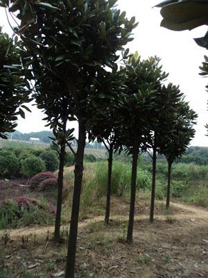 供應(yīng)廣玉蘭大樹價格，廣玉蘭大樹*，廣玉蘭大樹基地 湖南廣玉蘭供應(yīng)商