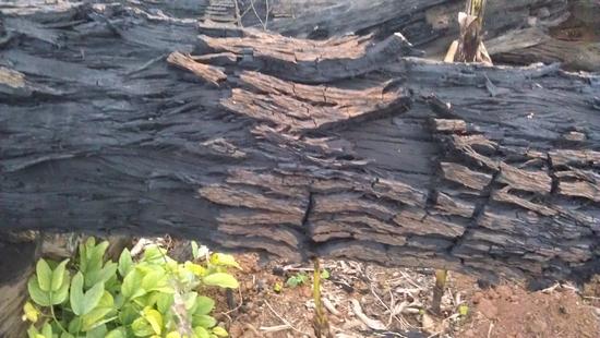 廣西柳州鐵黎木烏木價(jià)格圖片