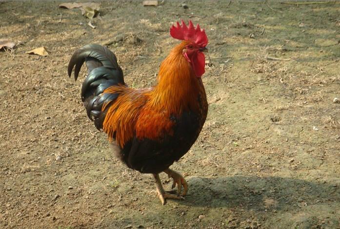 黑腳土雞苗圖片