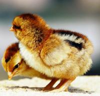 供應(yīng)新陂麻雞苗//草雞苗//蛋鴨苗 湖南批發(fā)新陂/草雞苗 麻雞苗