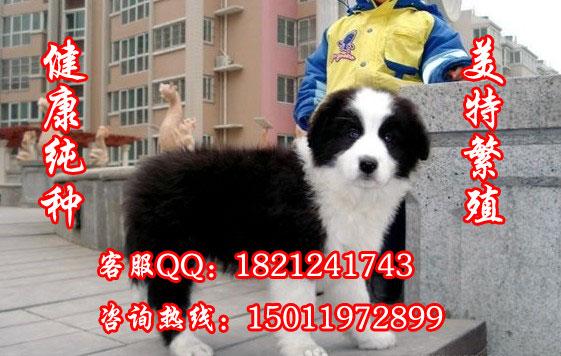 广州市广州边境牧羊犬广州哪里有卖边牧厂家广州边境牧羊犬 广州哪里有卖边境牧羊犬 广州纯种边牧价格多少