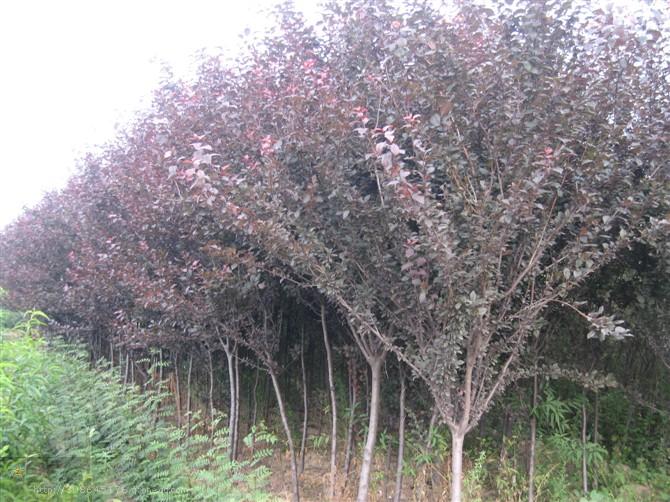 供應(yīng)海棠樹/3-5公分海棠樹廠家