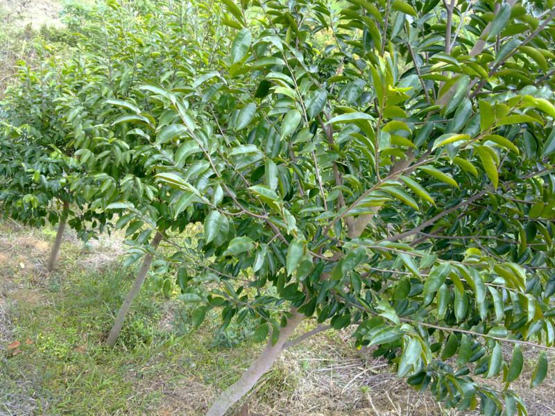 沉香樹報價圖片/沉香樹報價樣板圖 (3)