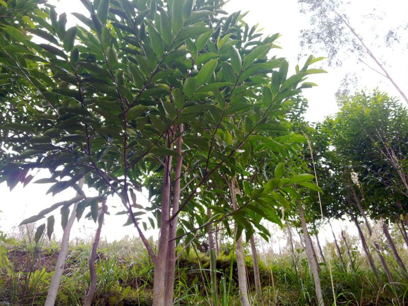 供應大白木香樹價錢直銷，大白木香樹價錢批發(fā)