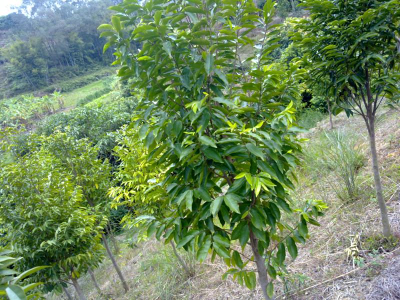 白木香圖片/白木香樣板圖 (4)