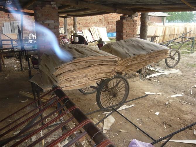 供應(yīng) 臨沂楊木板皮價(jià)錢多少 楊木單板