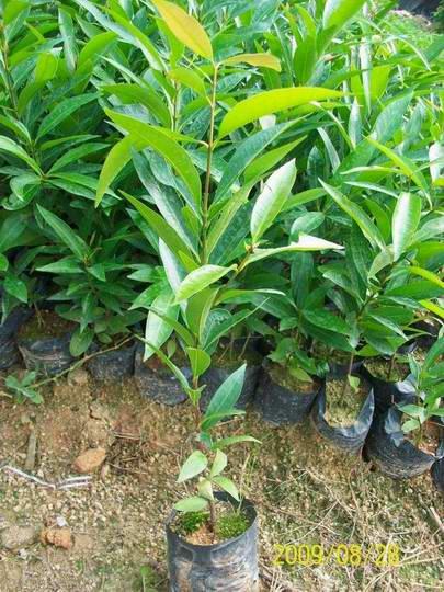 供應(yīng)廣州哪里有種植水葡桃 廣州欖園苗圃（綠化種苗生產(chǎn)基地）