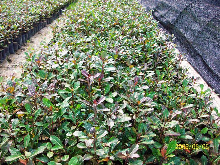 供應(yīng)細(xì)葉欖仁種苗廣州綠化種苗基地