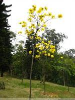 黃花風(fēng)鈴木苗圖片/黃花風(fēng)鈴木苗樣板圖 (2)