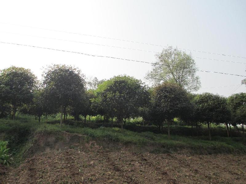 供應(yīng)重慶苗木基地出售重陽木