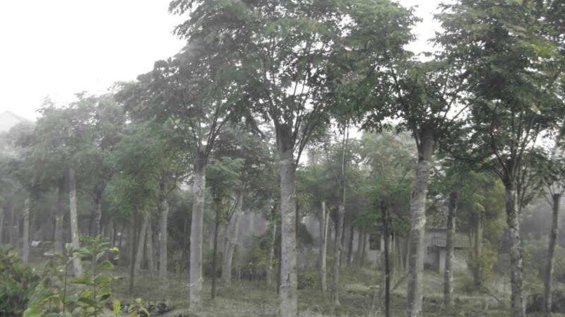 供應湖北欒樹香樟苗木處理