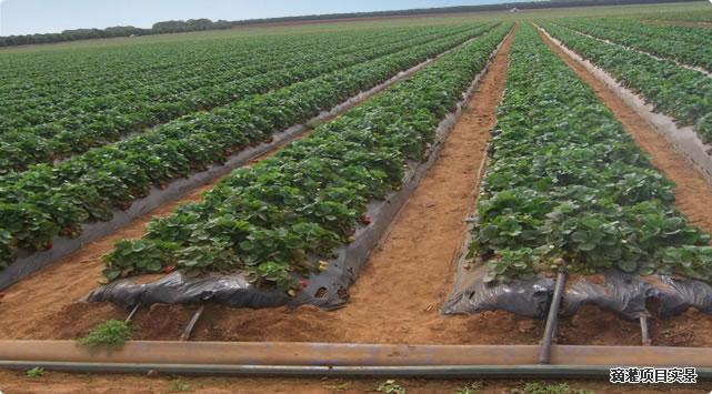 河南草莓滴灌帶圖片