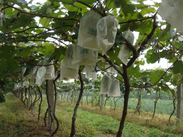 戶太八號(hào)葡萄價(jià)格圖片