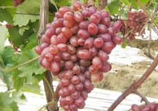 供應冰葡萄戶太八號