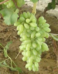 供應(yīng)吉林出售茉莉香葡萄苗，*香，貝達(dá)苗，果樹(shù)苗，吉林天成葡萄苗基地