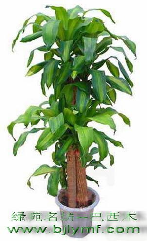 供應租花好還是買花好