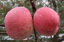 供應(yīng)遼寧嘎啦蘋果批發(fā)-遼寧嘎啦蘋果批發(fā)價(jià)錢