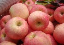 供應山東紅嘎啦/山東紅嘎啦蘋果/山東紅嘎啦蘋果價格