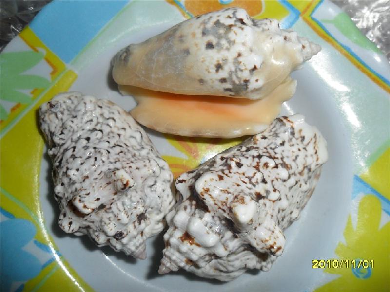 供應(yīng)日本鳳螺