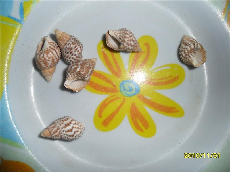 供應(yīng)芝麻螺花生螺