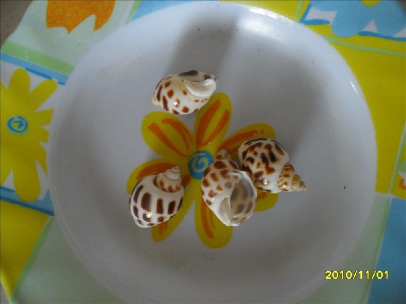 供應(yīng)芝麻螺花生螺