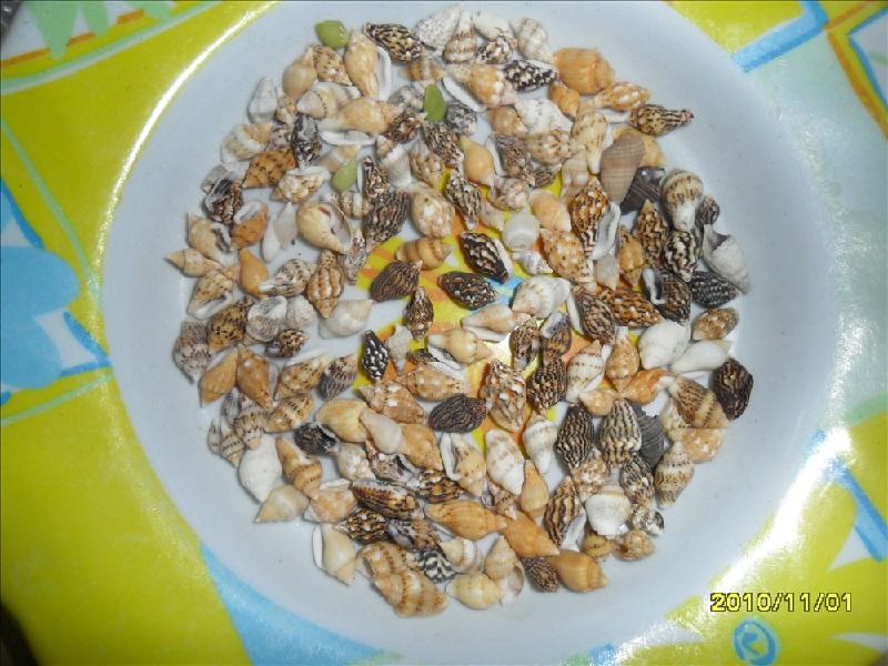 供應蛙螺石頭螺