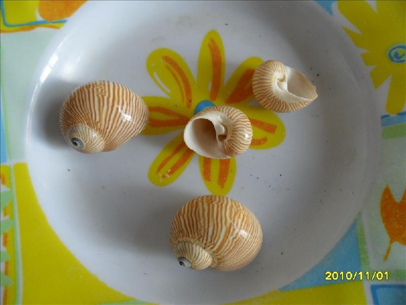 供應(yīng)海參螺