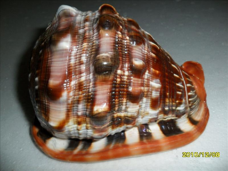 供應萬寶螺，貝殼海螺，貝殼原料，加工貝殼工藝品