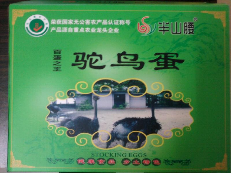 供應珠海鴕鳥蛋