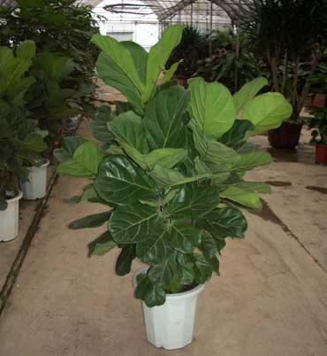 供應(yīng)花卉租擺花卉租賃