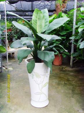 花卉綠植圖片/花卉綠植樣板圖 (2)