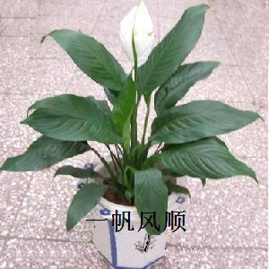 供應室內綠植花卉租賃
