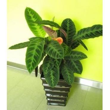 供應(yīng)北京綠植租擺朝陽綠植租賃