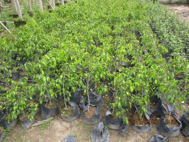 供應(yīng)垂葉榕，耐寒常綠植物，垂榕柱，花葉垂榕批發(fā)銷售，福建綠苗園藝