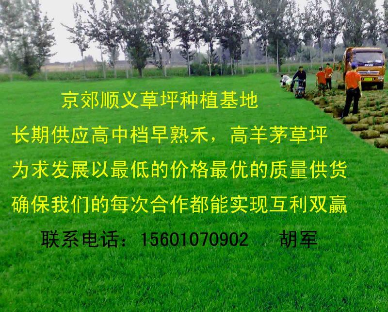 密云草坪廠家密云賣草坪密云別墅綠化草皮密云批發(fā)草皮圖片