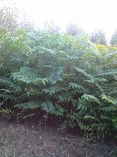 新發(fā)香椿基地