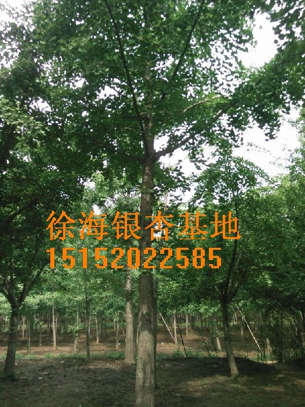 江蘇邳州銀杏圖片/江蘇邳州銀杏樣板圖 (2)