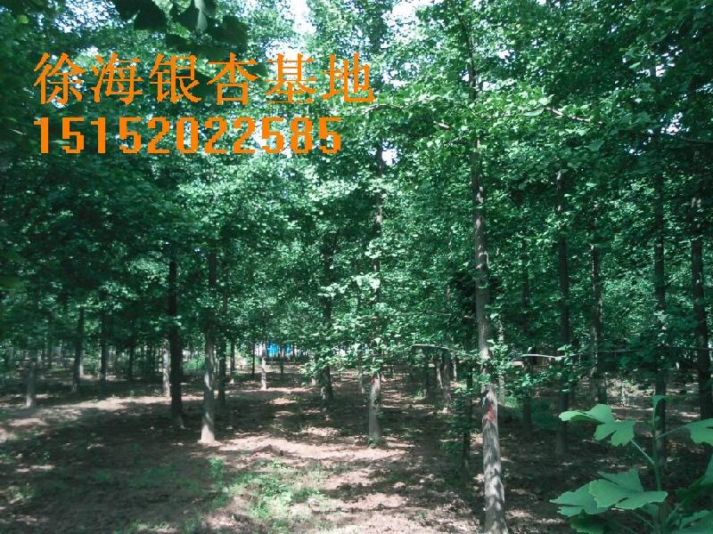 銀杏樹價(jià)格表，銀杏樹，*銀杏樹價(jià)格，銀杏，2012年銀杏樹價(jià)格