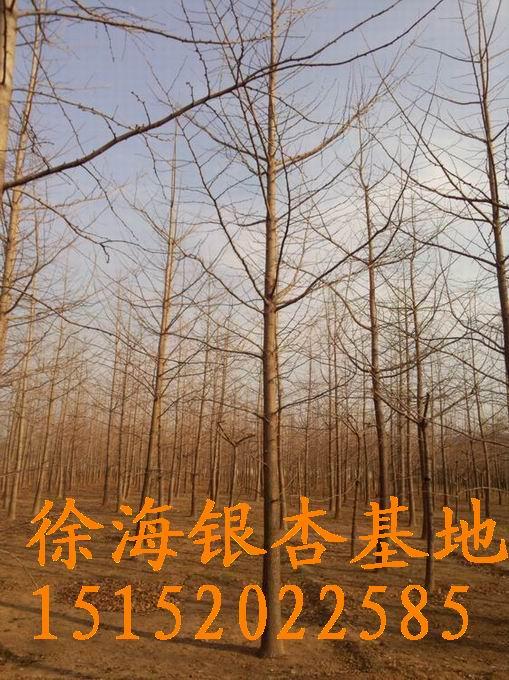 銀杏樹行情報價