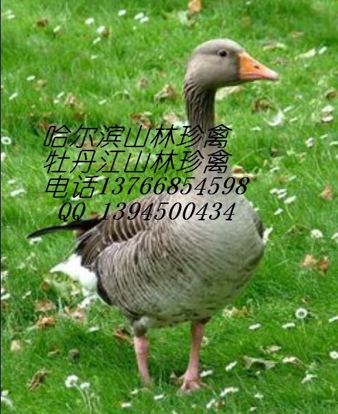 黑河*養(yǎng)殖,黑河沙半雞養(yǎng)殖,黑河*養(yǎng)殖