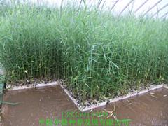 供應(yīng)長(zhǎng)期供應(yīng)竹柳苗