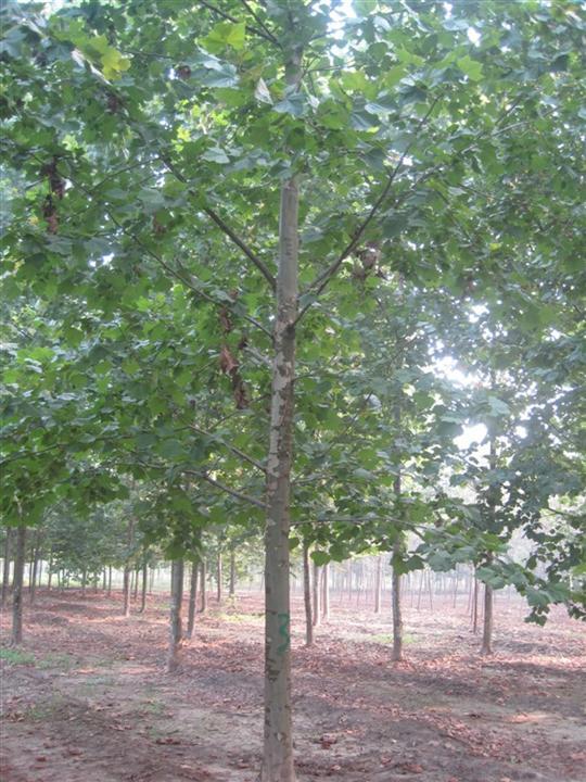 供應(yīng)國槐山東偉成苗木基地