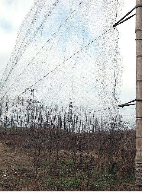 衡水市葡萄园防鸟网/种植园防鸟网价格厂家供应葡萄园防鸟网/种植园防鸟网价格