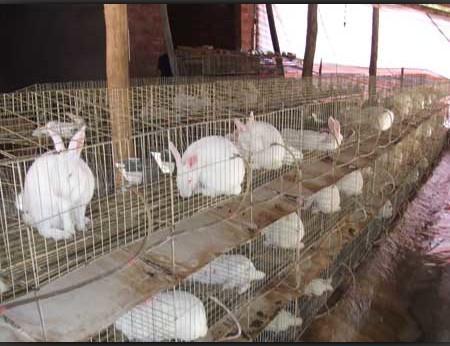 供應(yīng)鴿子籠價(jià)格/肉鴿籠價(jià)格/鴿籠價(jià)格