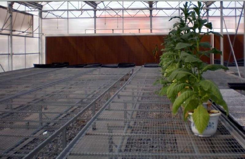 供應(yīng)生產(chǎn)花架網(wǎng)養(yǎng)花網(wǎng)鍍鋅網(wǎng)片廠家電話