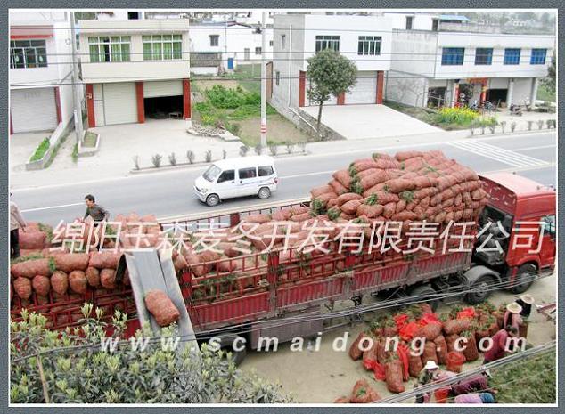 供應(yīng)重慶綠化麥冬